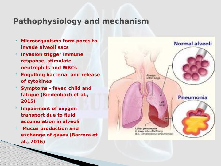 Amoxicillin For Pneumonia Mechanism Of Action Pharmacokinetics And   Amoxicillin Pneumonia Mechanism Page 4 