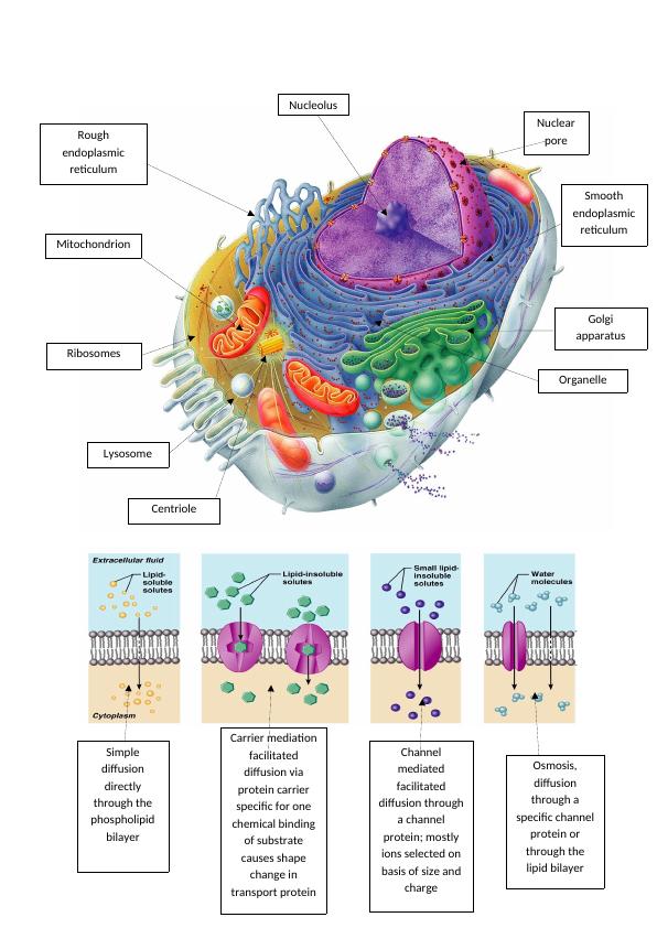 Anatomy, Physiology & Pharmacology Workbook for RPEL Portfolio