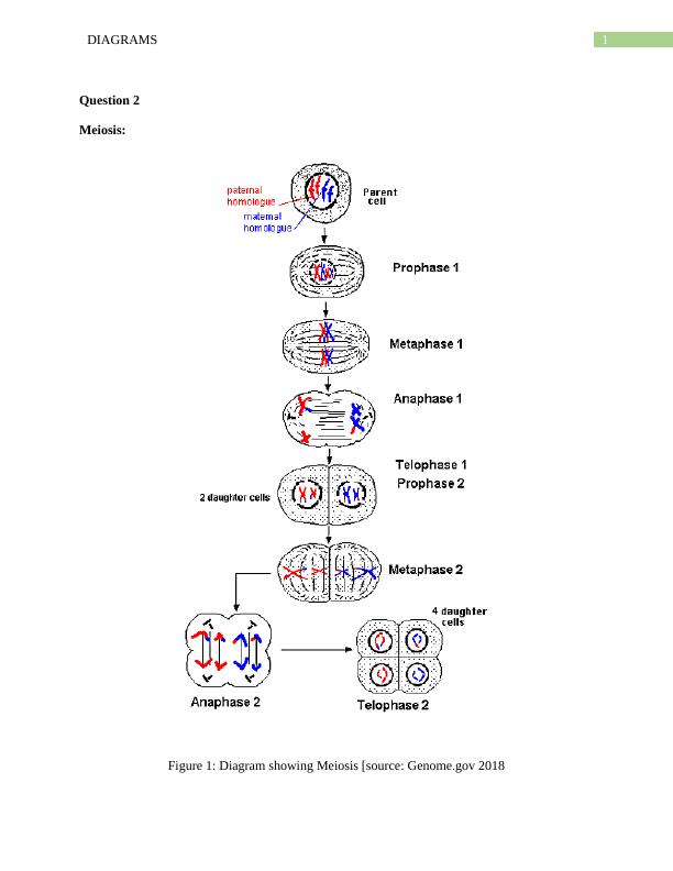 Diagrams for Meiosis and Mitosis with Importance in Gamete Formation ...