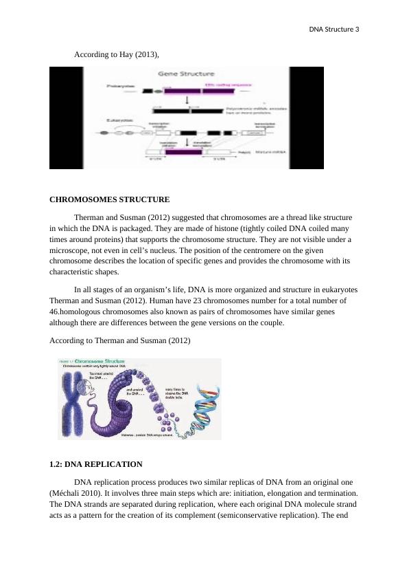 DNA Structure: Genes, Chromosomes, Replication, Mitosis and Meiosis_3