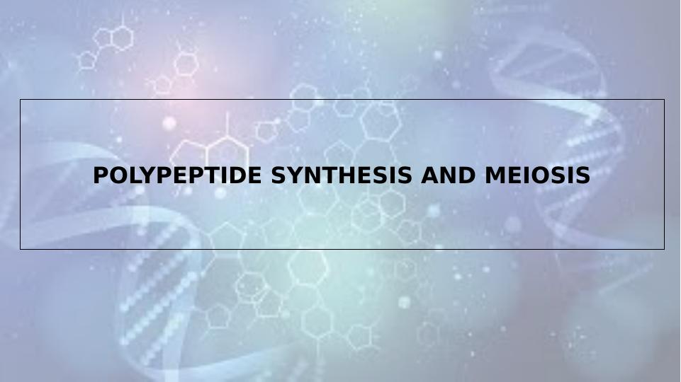 Polypeptide Synthesis and Meiosis | PPT_1