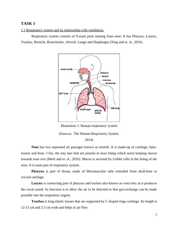 Human Respiratory and Cardiac Systems Essay_4