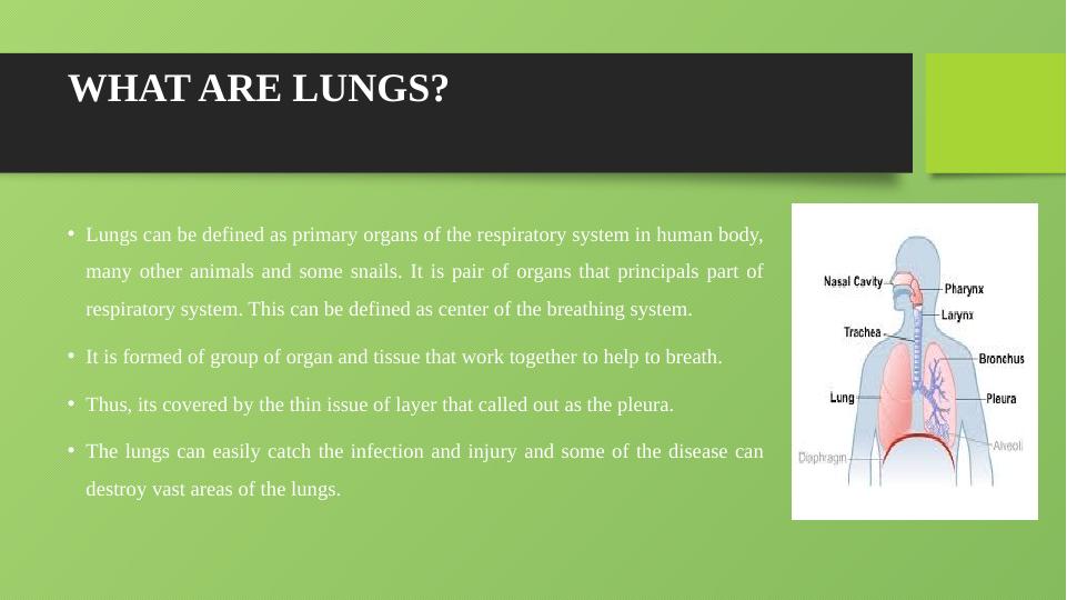 The Lungs - Presentation