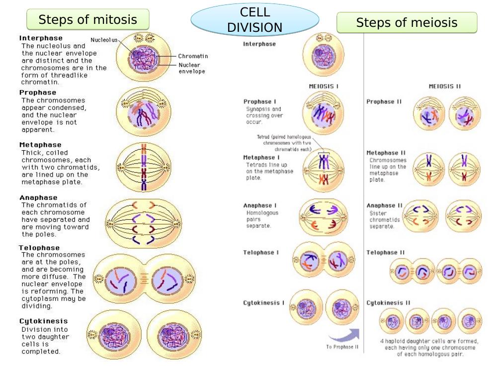 Steps of Mitosis Steps of Meiosis