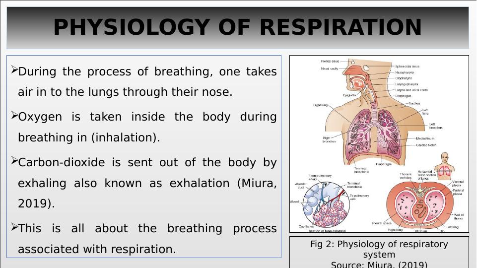 ANATOMY OF RESPIRATION - HUMAN RESPIRATORY SYSTEM