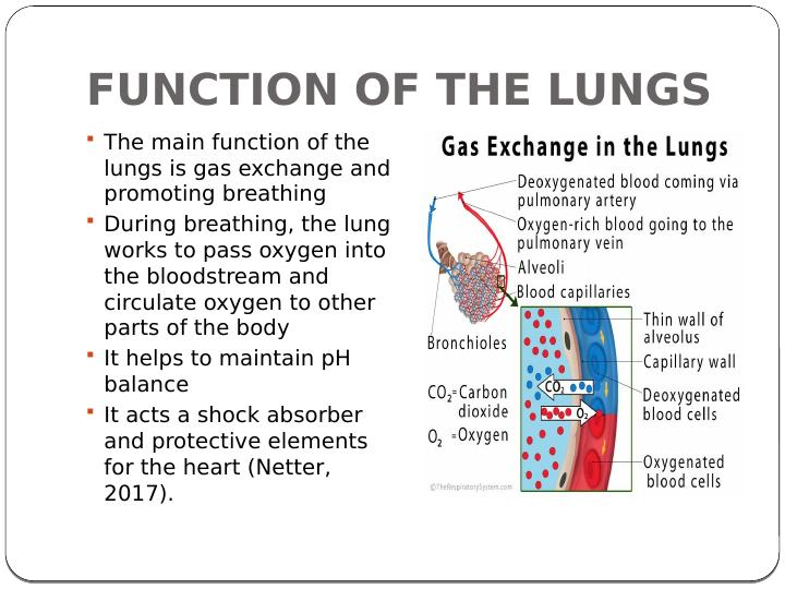 The Lung and Its Impact on Other Systems of the Body_4