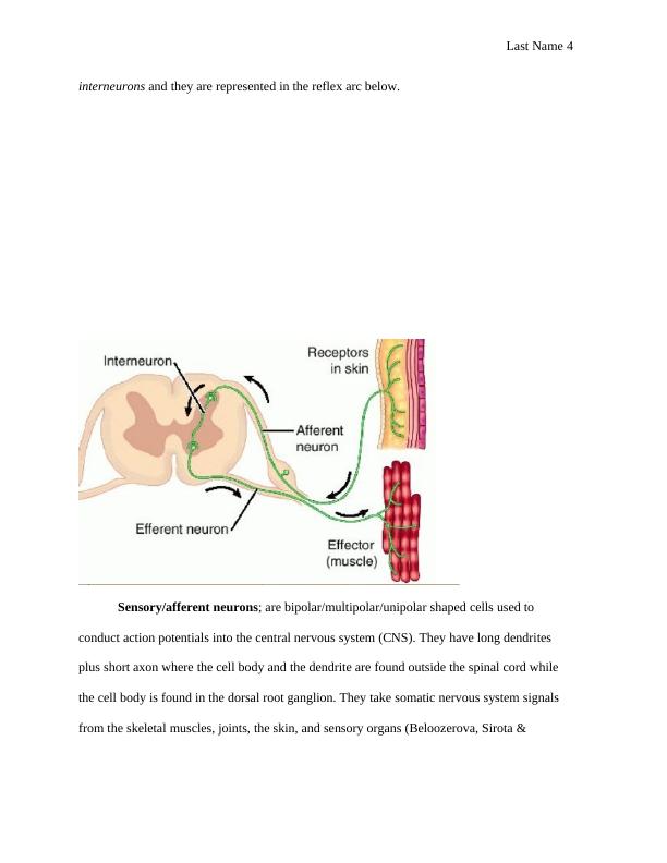 Human Nervous System & Endocrine System Assignment PDF_4