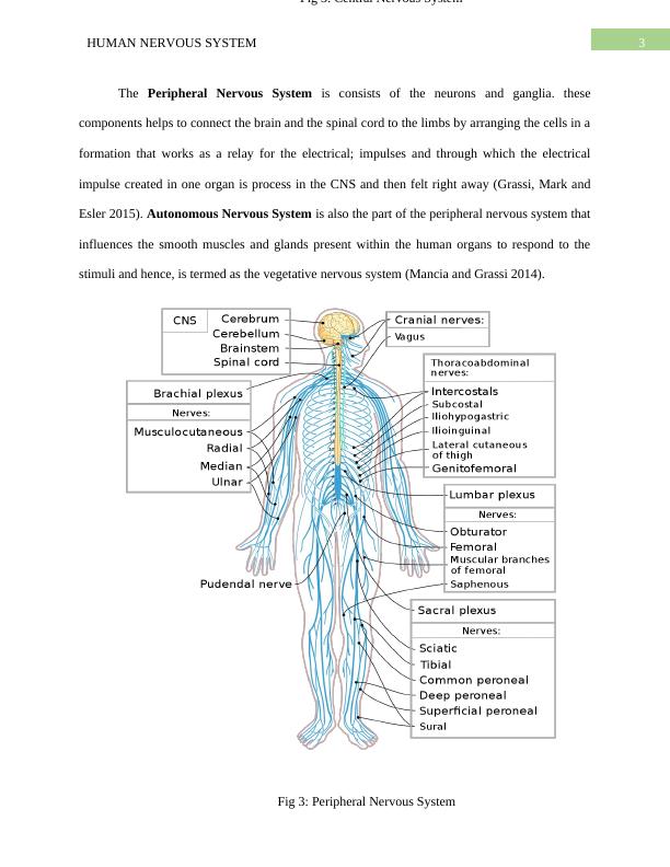 Understanding the Human Nervous System: Its Functions and Impact on ...