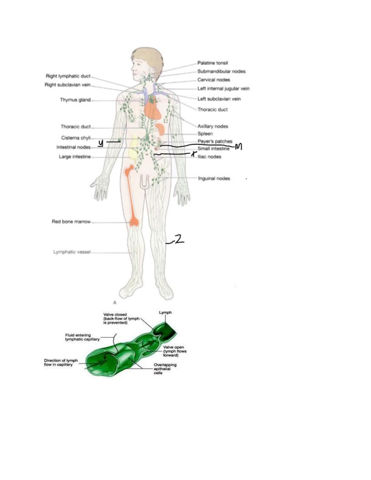 The lymphatic System in Hodgkins Lymphoma_2