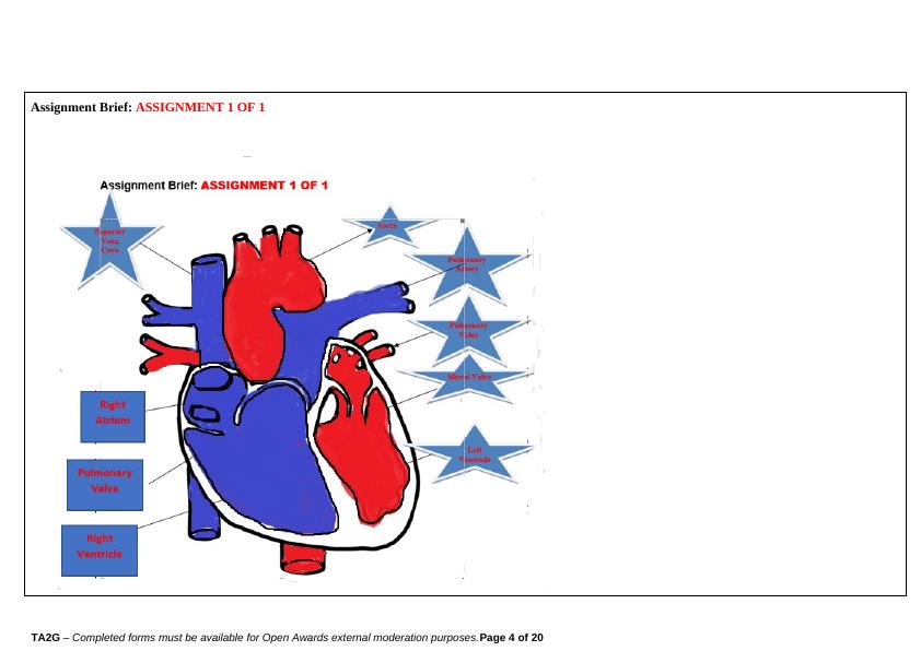 assignment of human heart