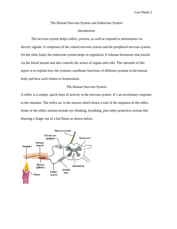 Human Nervous System & Endocrine System Assignment PDF_2