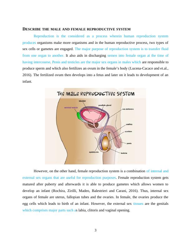 Study On Reproduction - Human Reproduction System_3