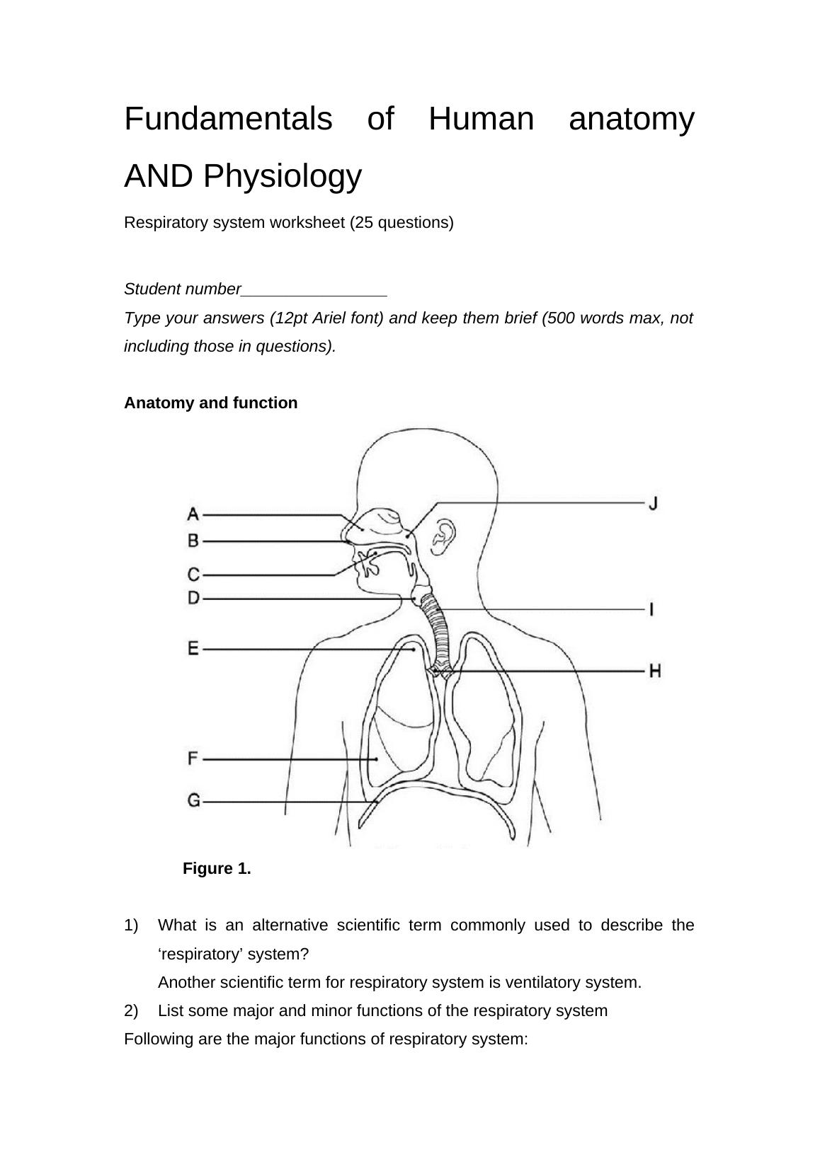 Fundamentals of Human Anatomy and Physiology: Respiratory System Worksheet_1