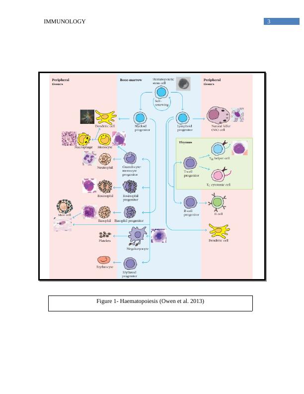 Report on Immunology System_4