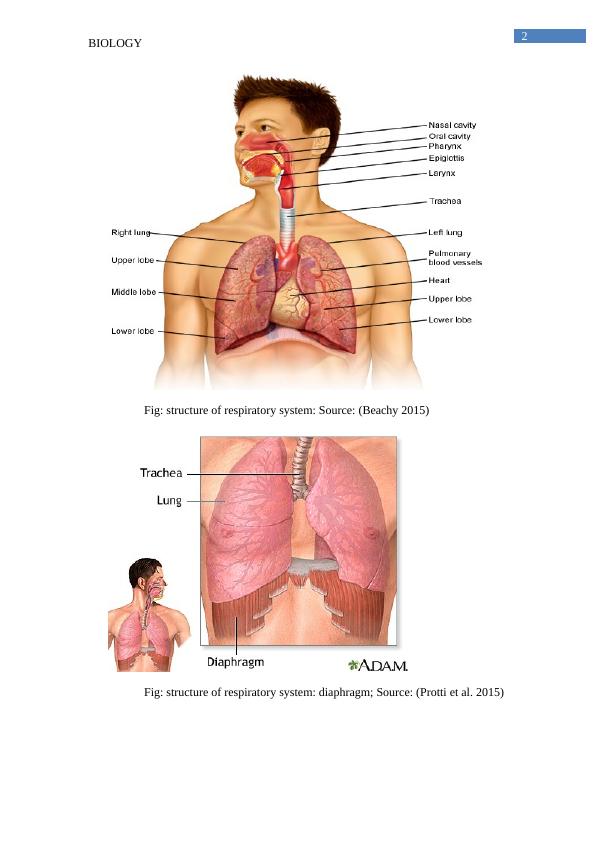 Structure and Function of the Respiratory System_3