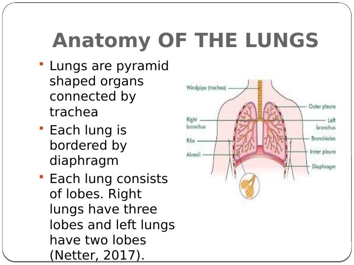 The Lung and Its Impact on Other Systems of the Body_3