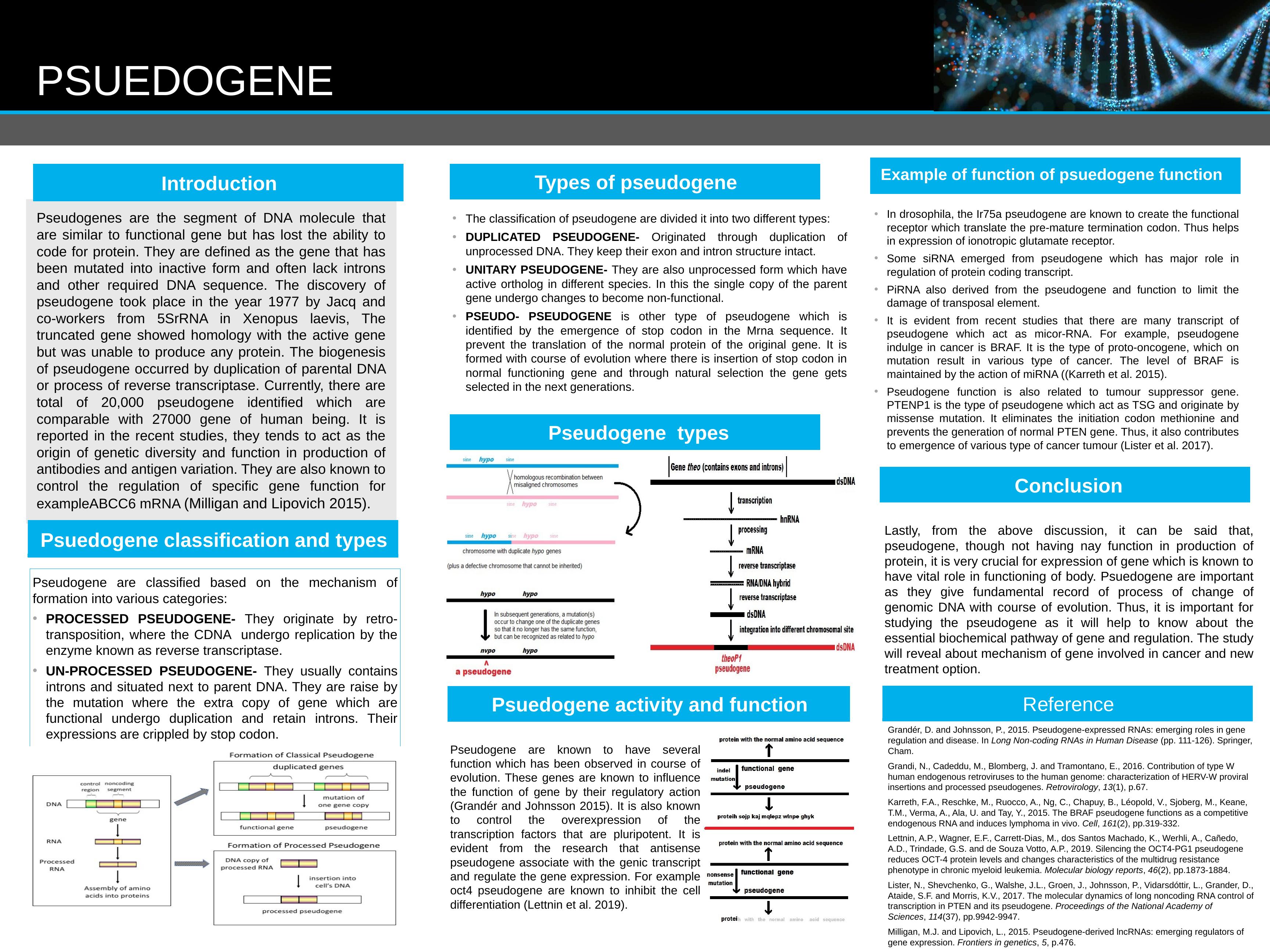 Assignment about What is Pseudogenes?_1