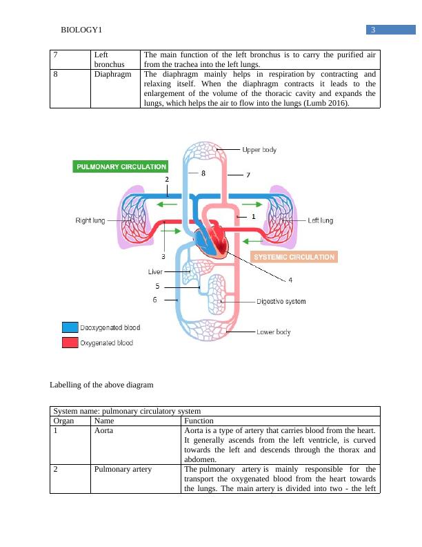 Biology Assignment Human Body_4