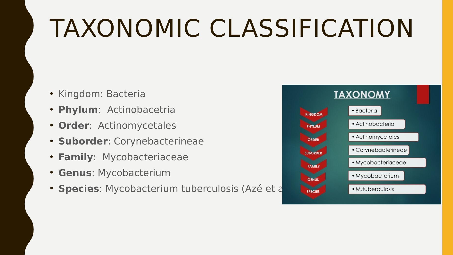 Mycobacterium Tuberculosis | Presentation