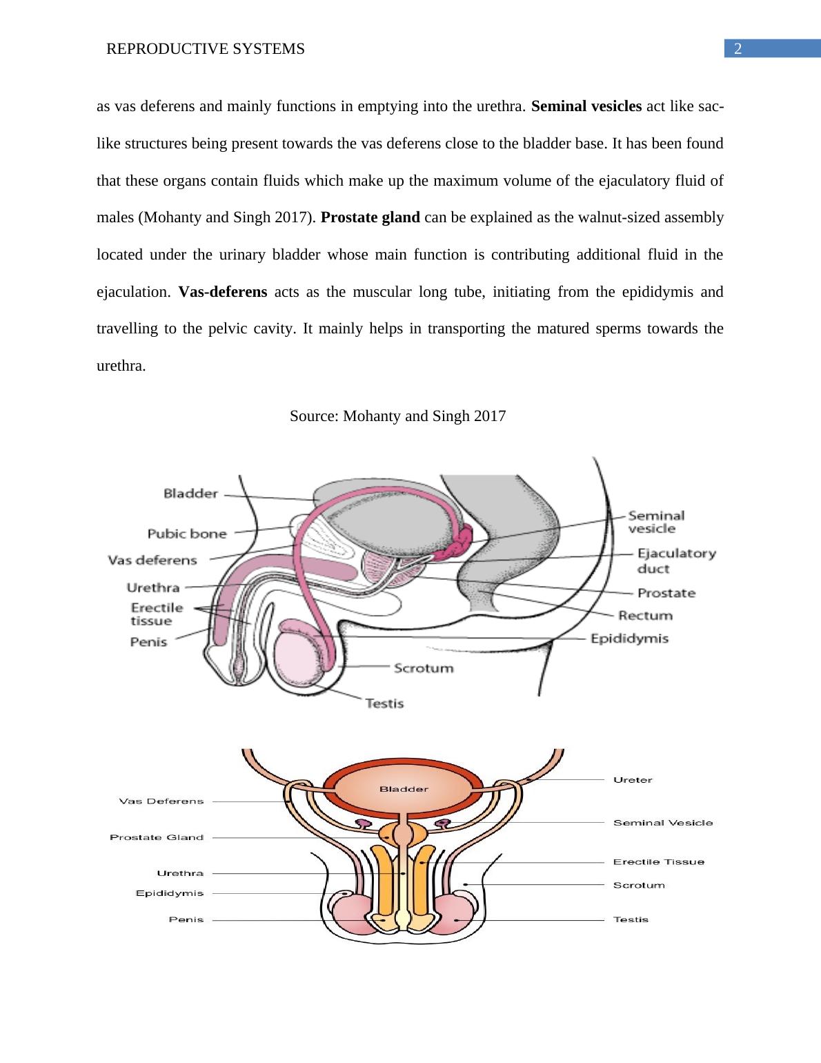 Male And Female Reproductive Systems