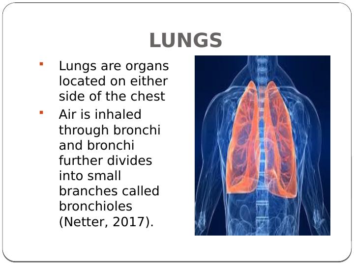 The Lung and Its Impact on Other Systems of the Body_2
