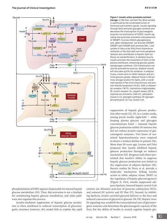 The Pathogenesis of Insulin Resistance: Integrating Signaling Pathways and Substrate Flux_3