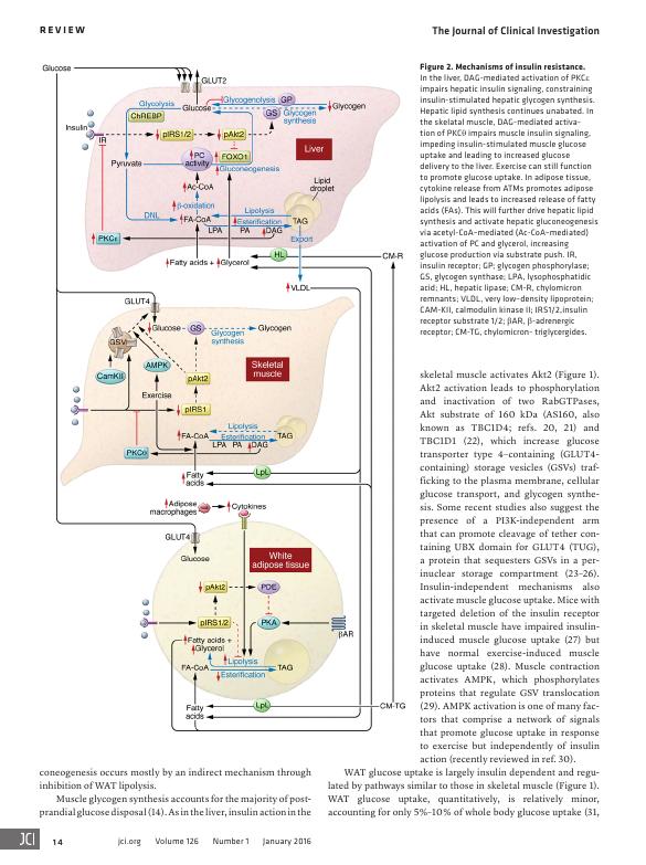 The Pathogenesis of Insulin Resistance: Integrating Signaling Pathways and Substrate Flux_4