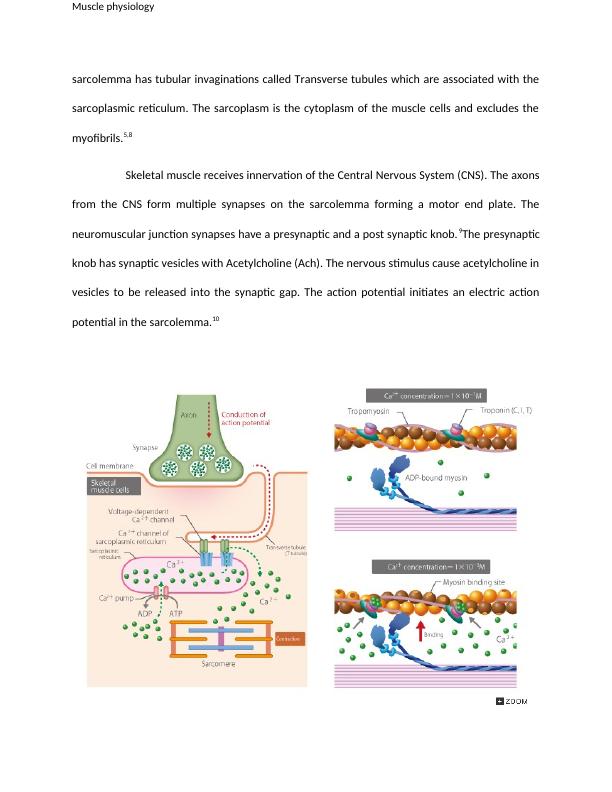 Experimental Investigation of the Physiological Properties of Skeletal Muscle_2