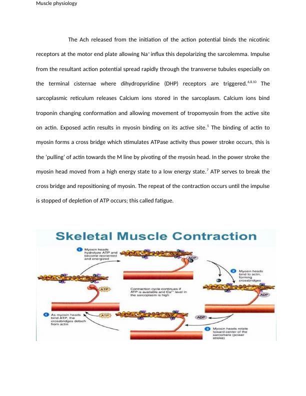 Experimental Investigation of the Physiological Properties of Skeletal Muscle_3